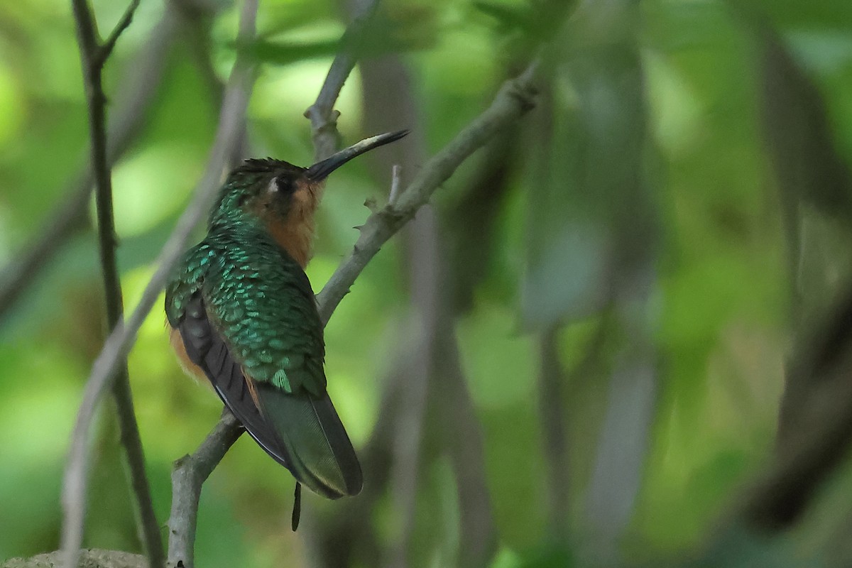 Rufous Sabrewing - ML635715813