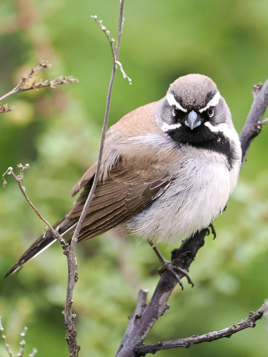 Black-throated Sparrow - ML635715818