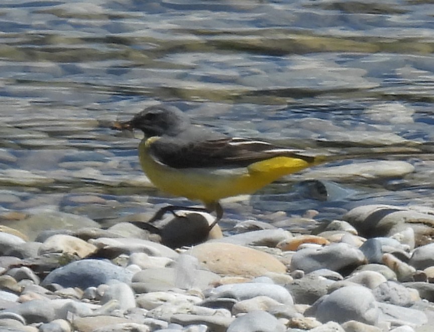 灰鶺鴒 - ML635715827