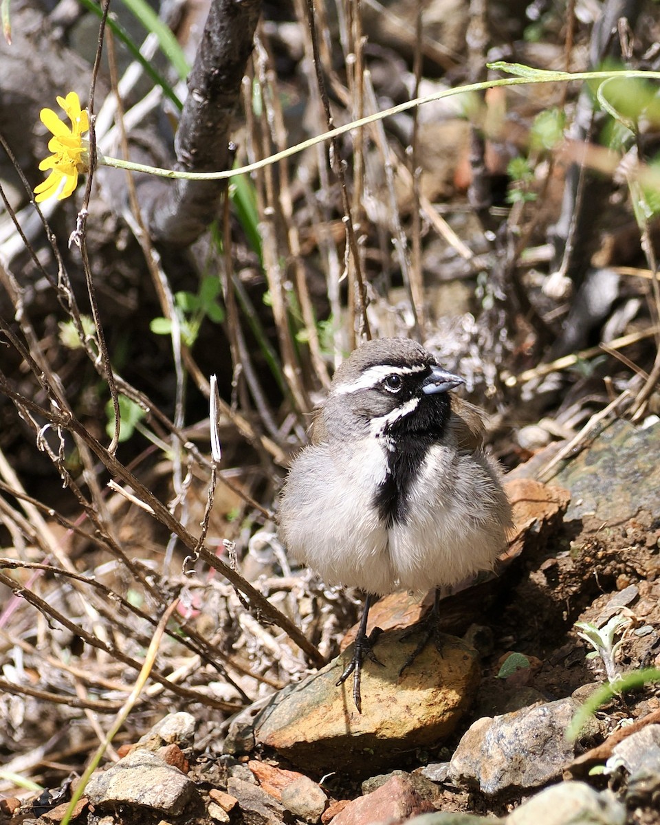 Black-throated Sparrow - ML635715846