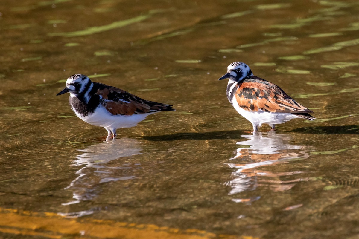 kamenáček pestrý - ML635715901