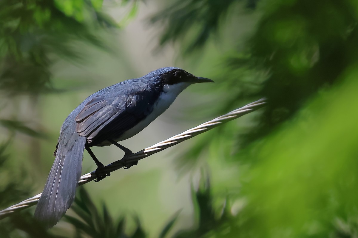 Blue-and-white Mockingbird - ML635715925