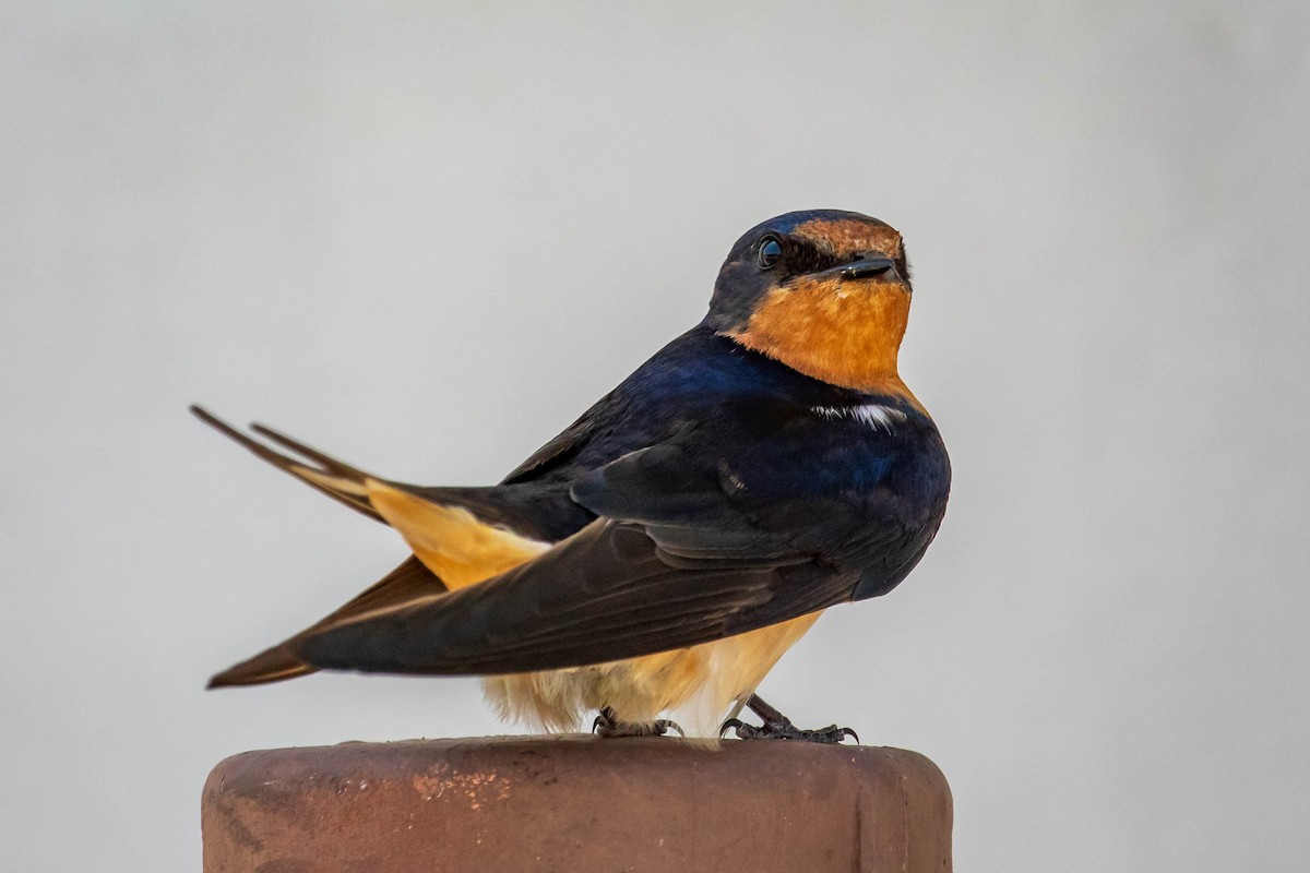 vlaštovka obecná - ML635715926