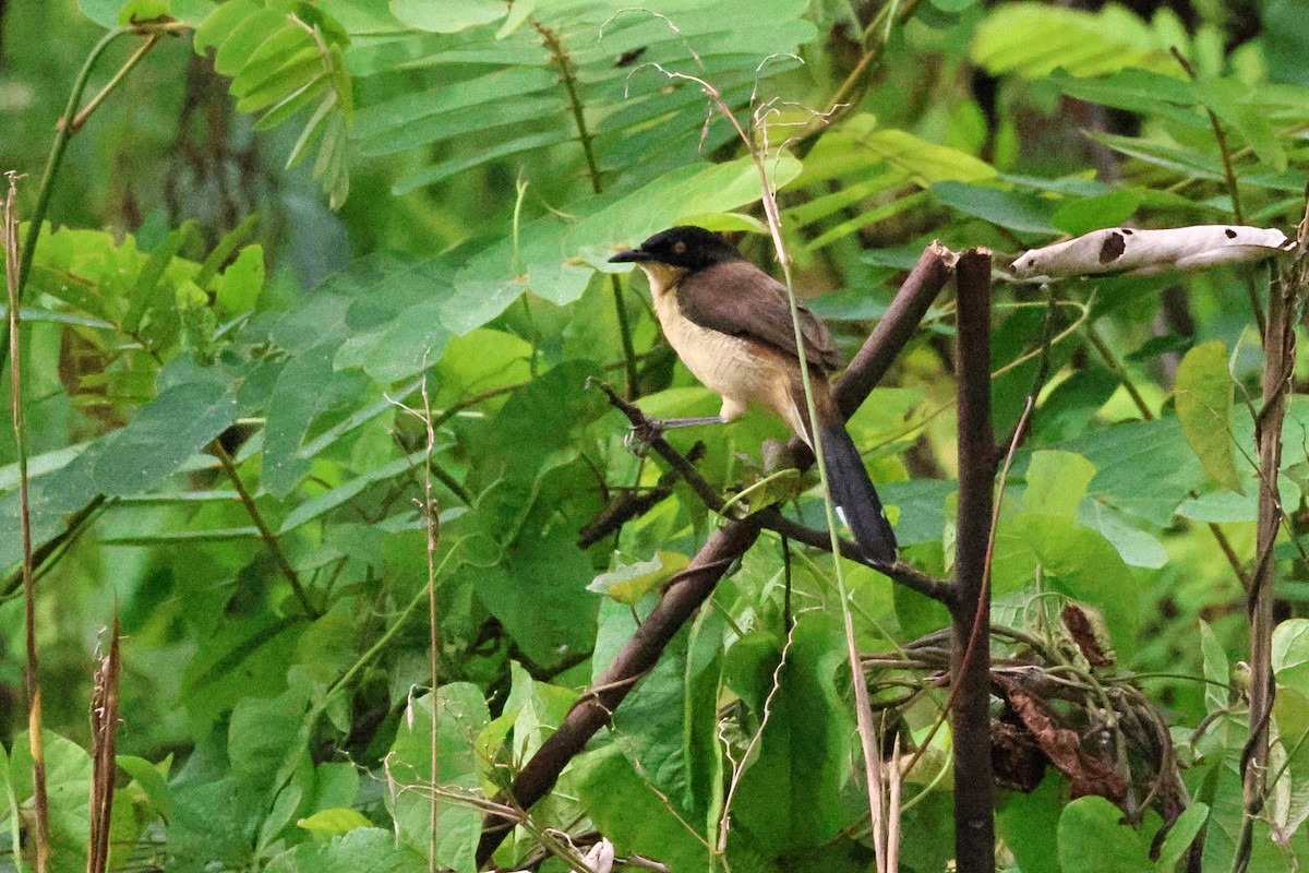 Black-capped Donacobius - ML635715957