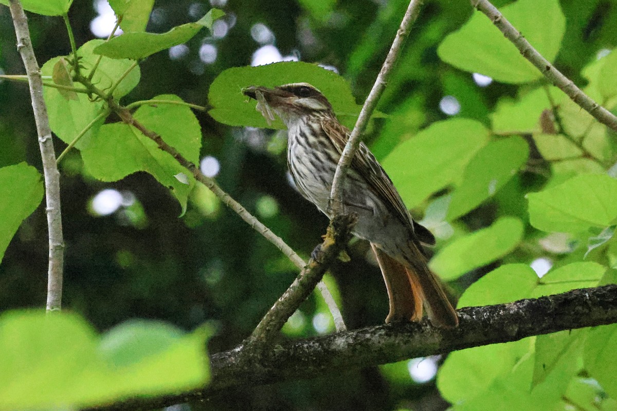 Streaked Flycatcher - ML635715963