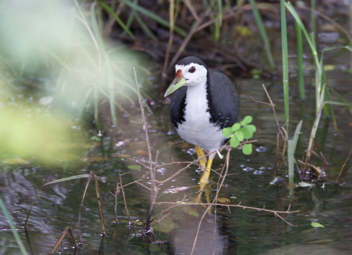 White-breasted Waterhen - ML635715968