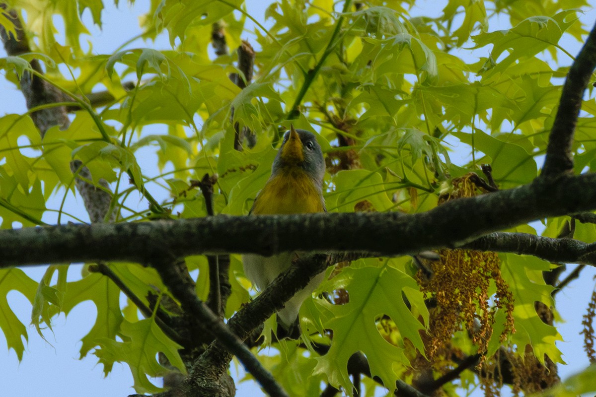 Kuzeyli Parula - ML635716063