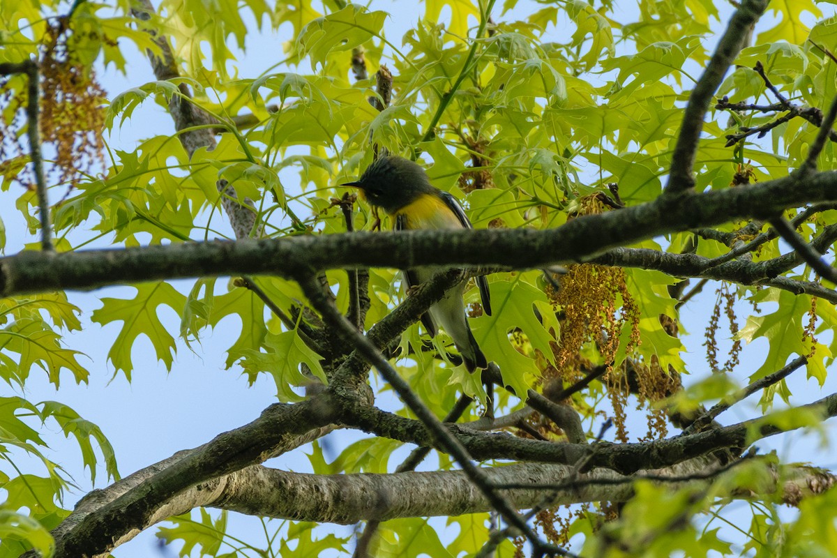 Kuzeyli Parula - ML635716064