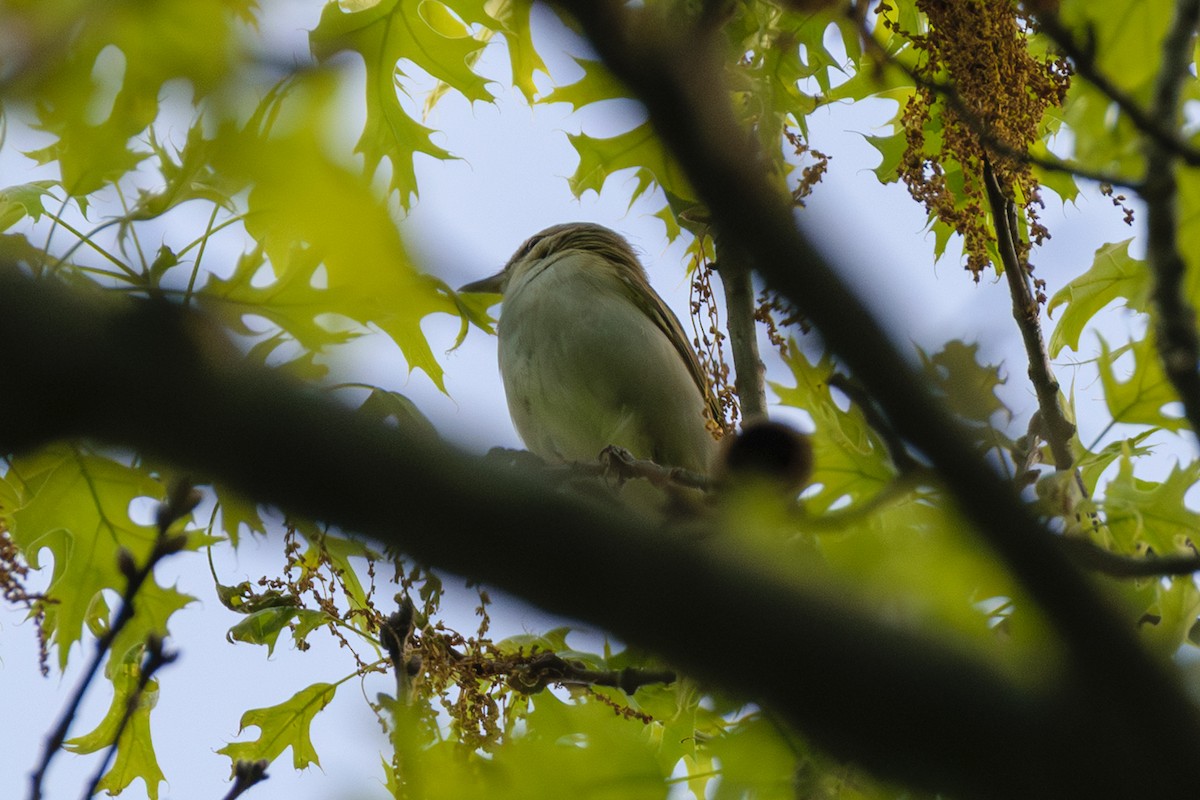 Kızıl Gözlü Vireo - ML635716085