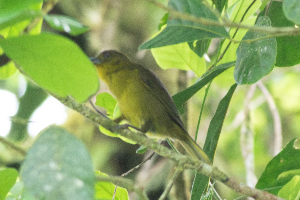 Carmiol's Tanager - ML635716179