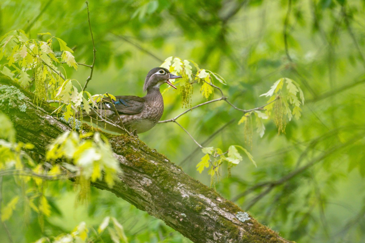 Pato Joyuyo - ML635716260