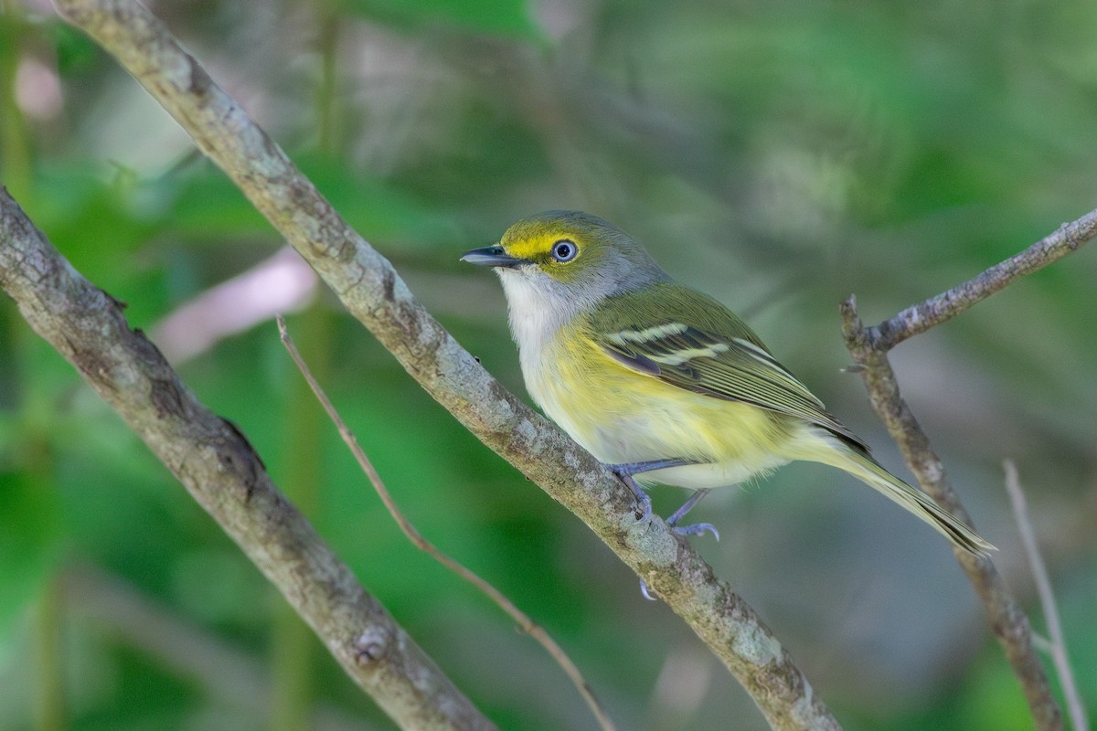 White-eyed Vireo - ML635716358