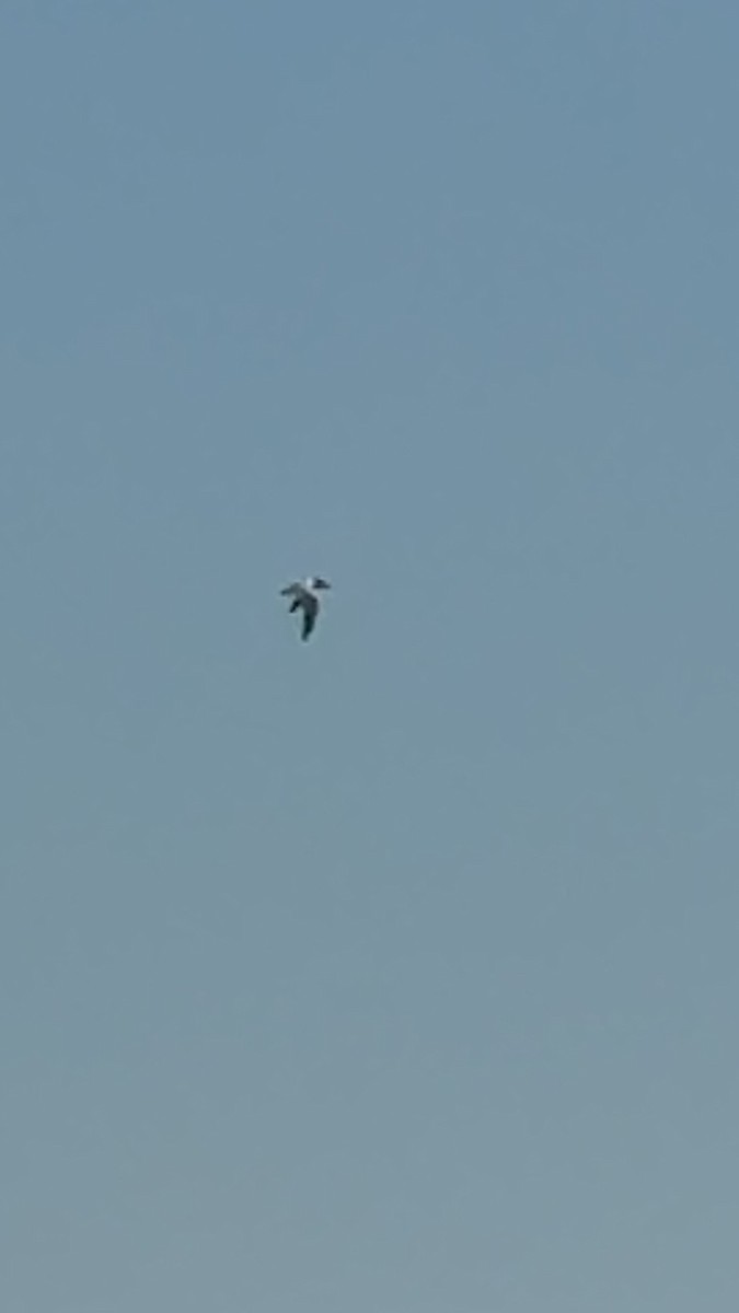 Caspian Tern - ML635716473