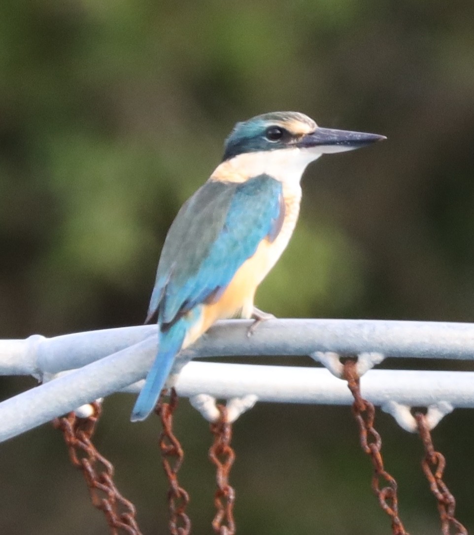 Sacred Kingfisher - ML635716588