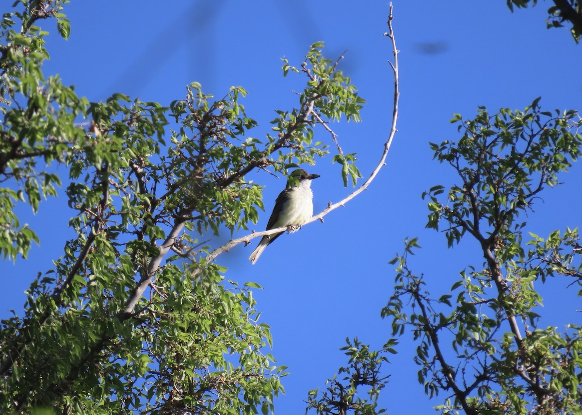 Thick-billed Kingbird - ML635716590