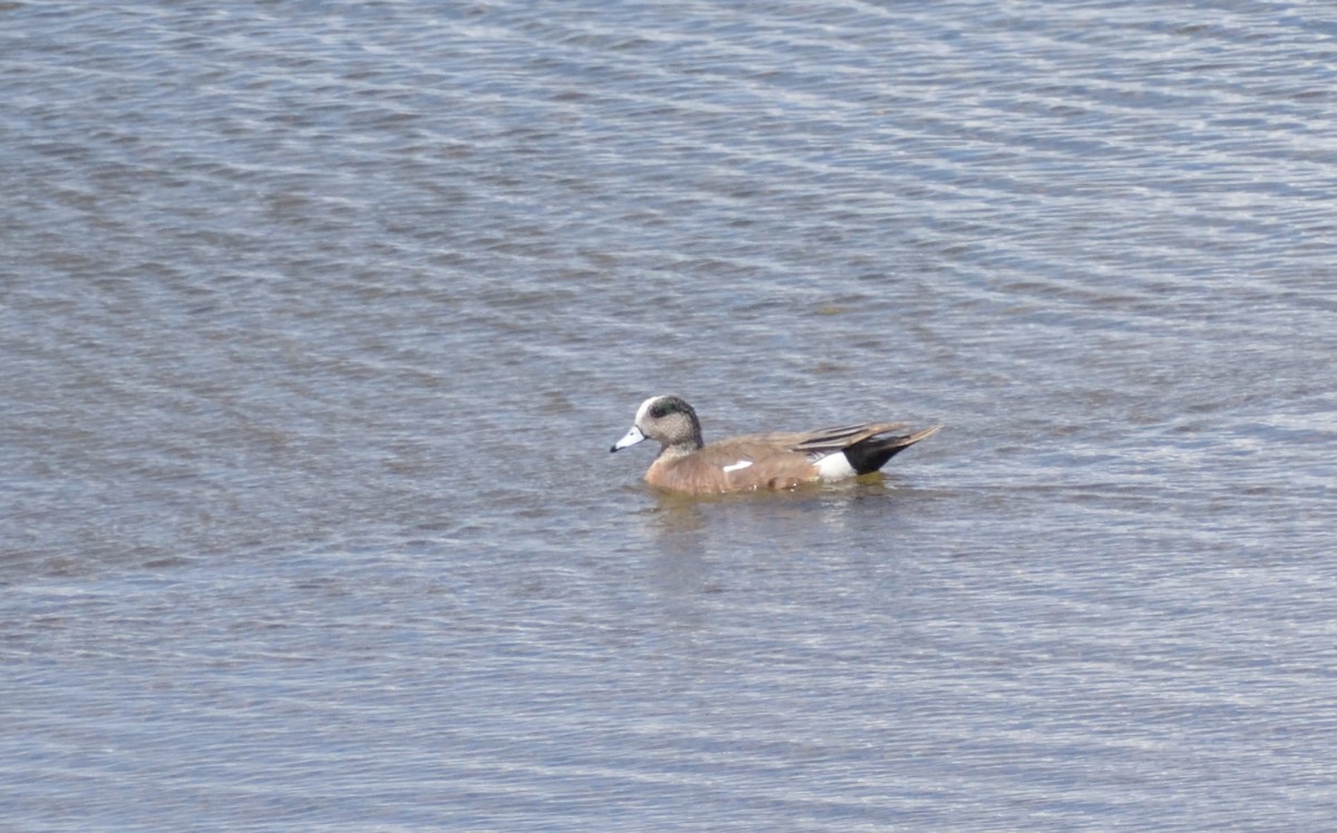 American Wigeon - ML635716754