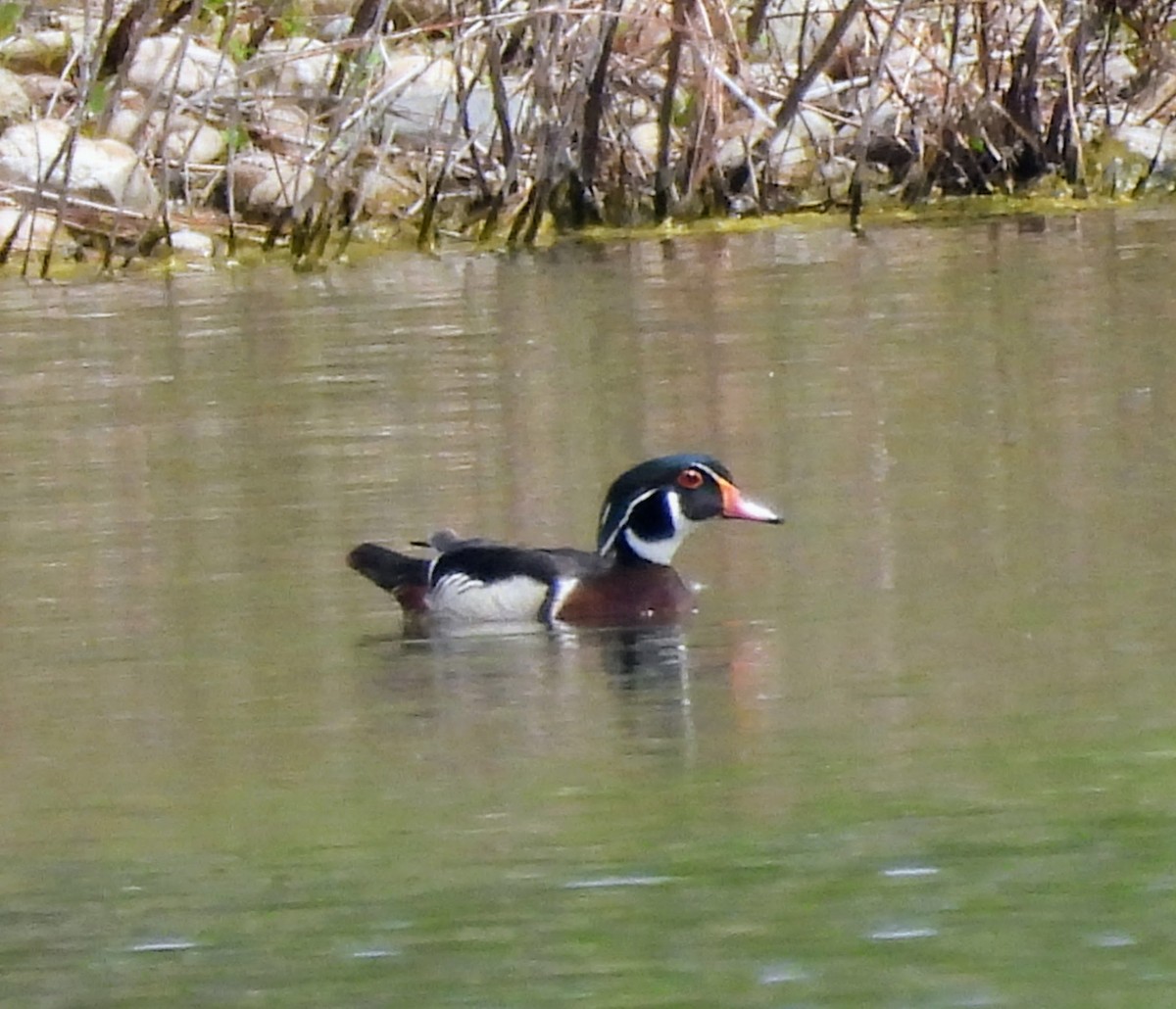Pato Joyuyo - ML635716803