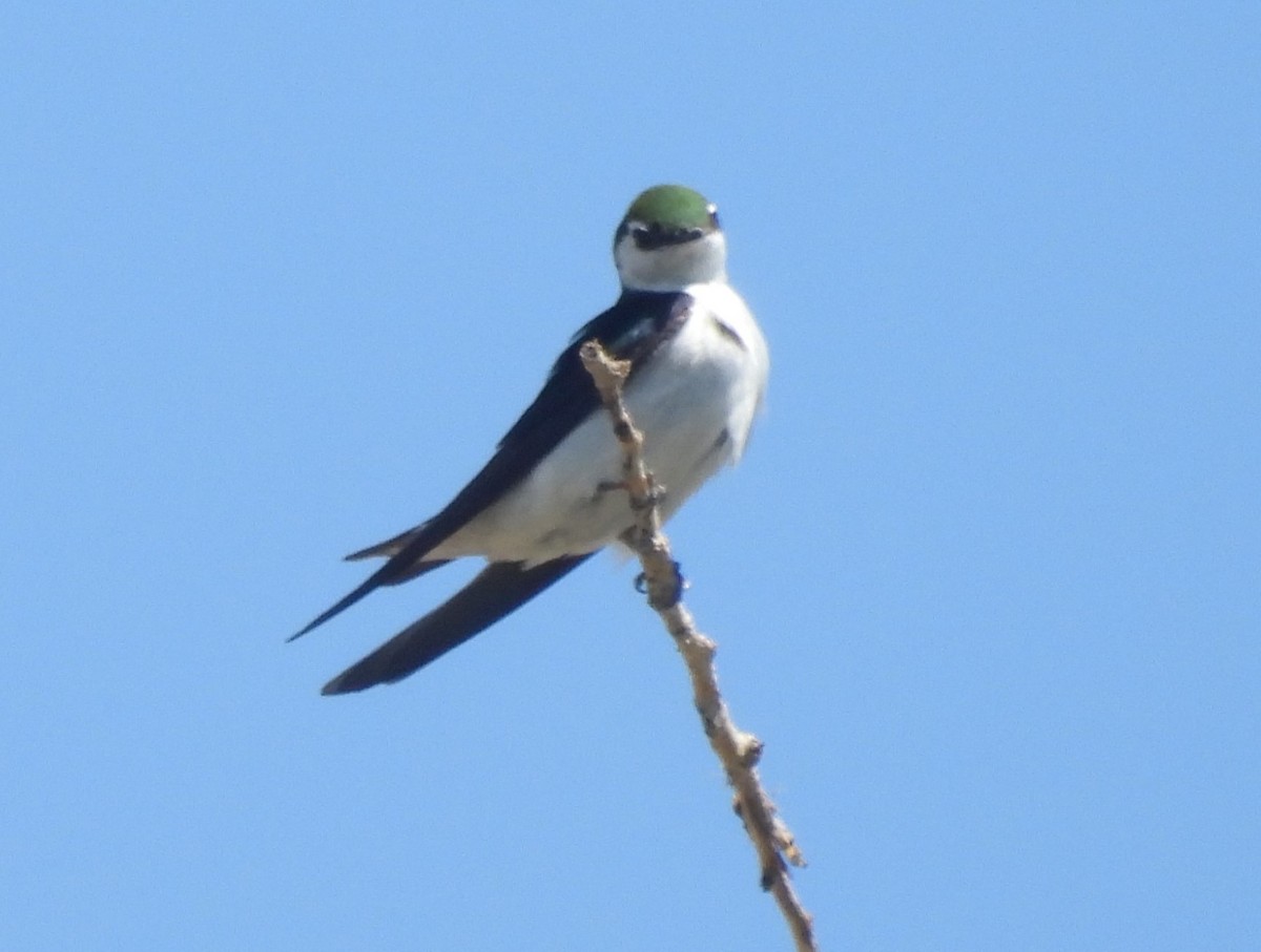 Violet-green Swallow - ML635716845