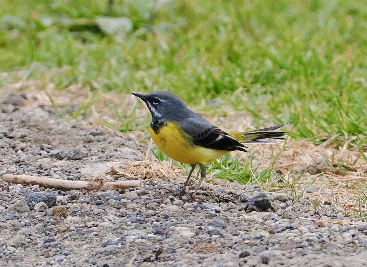 灰鶺鴒 - ML635716927