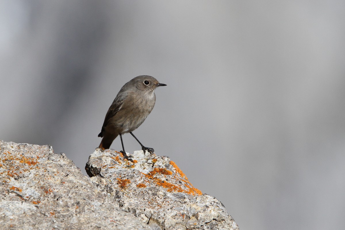 Black Redstart - ML63571701