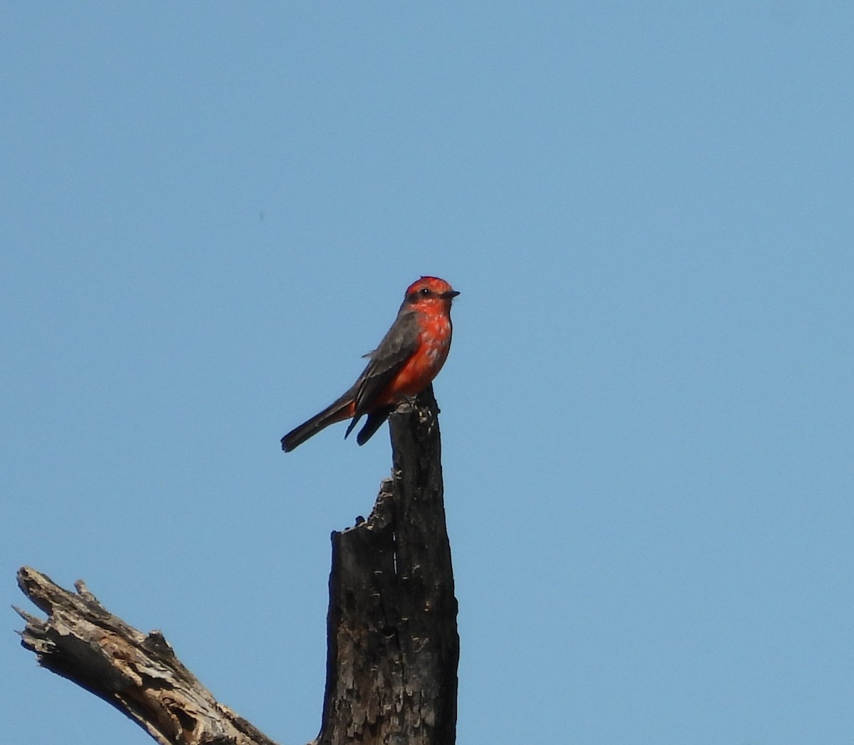 Vermilion Flycatcher - ML635717046