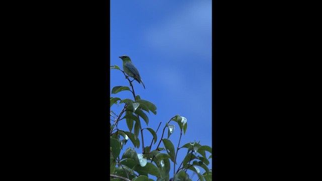 Dotted Tanager - ML635717073