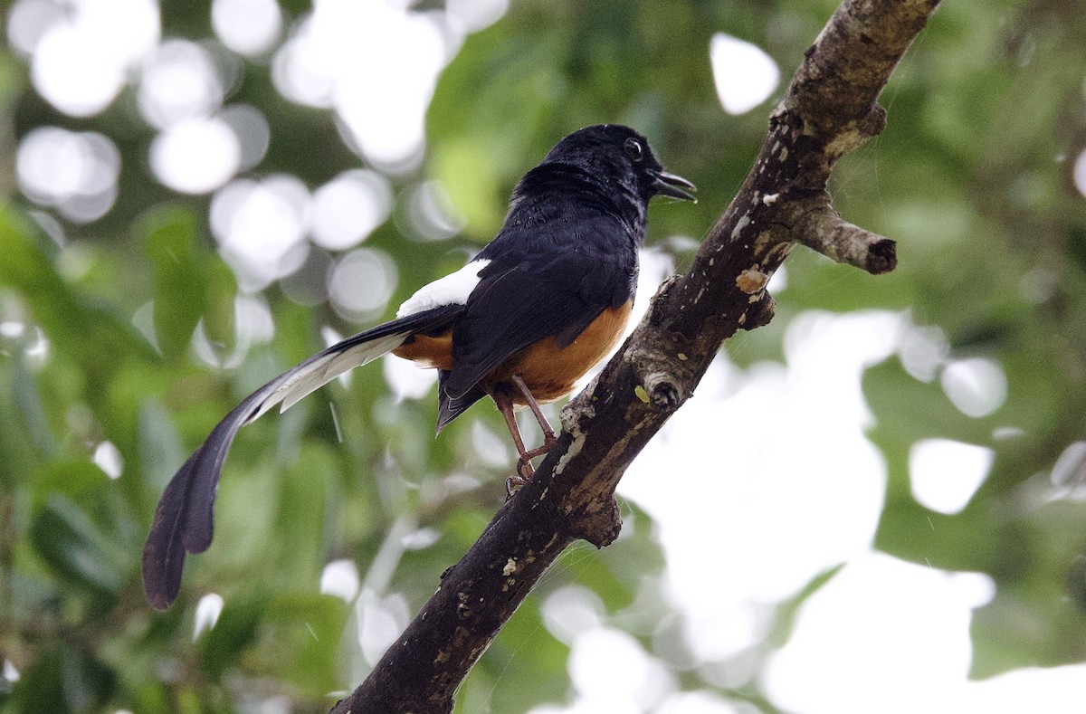 Sri Lankan Shama - ML635717086
