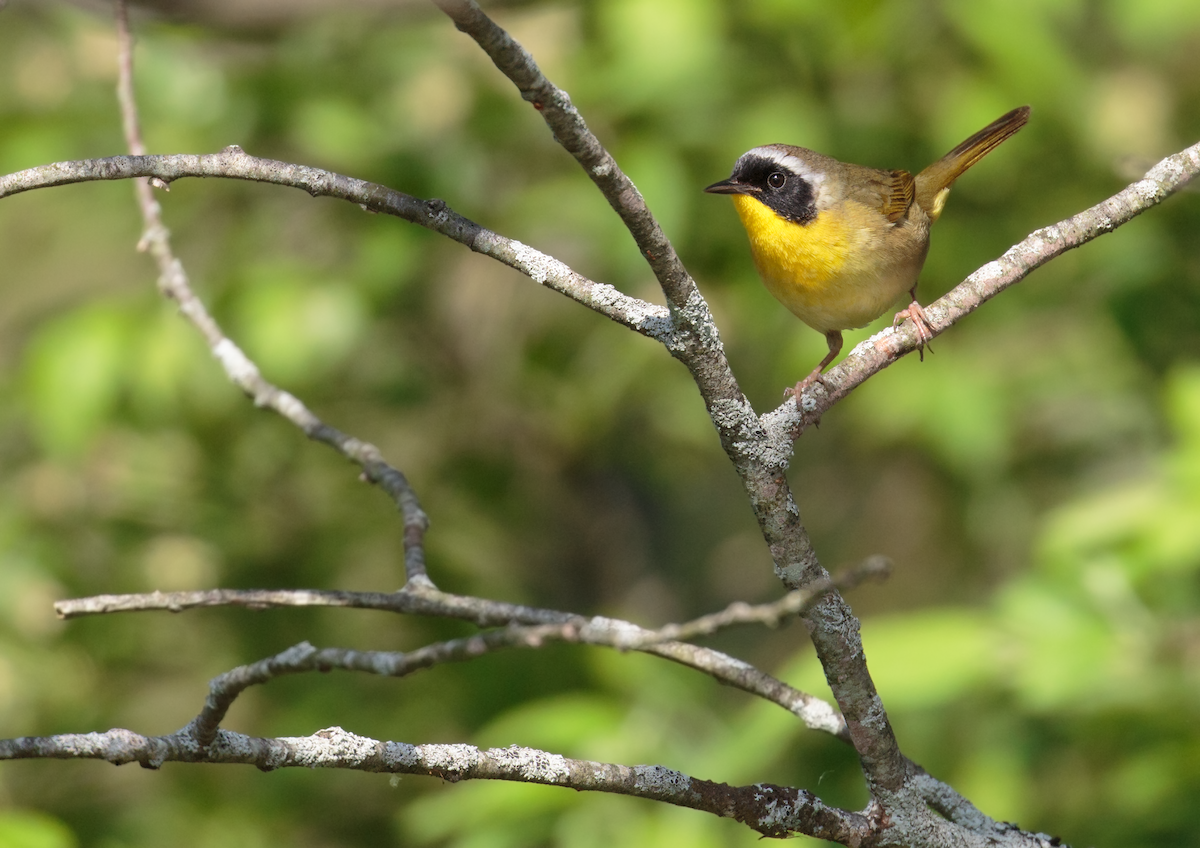 Common Yellowthroat - ML635717092