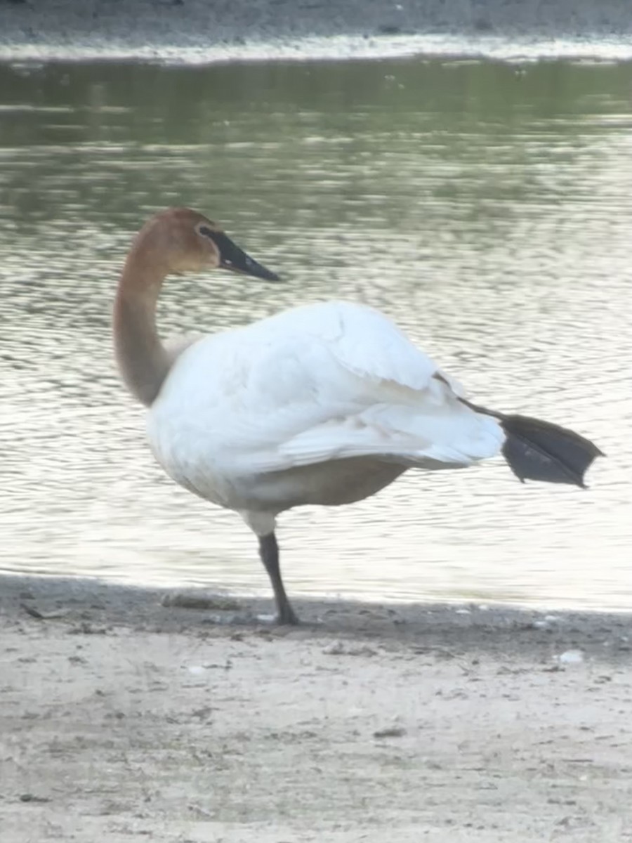Trumpeter Swan - ML635717103