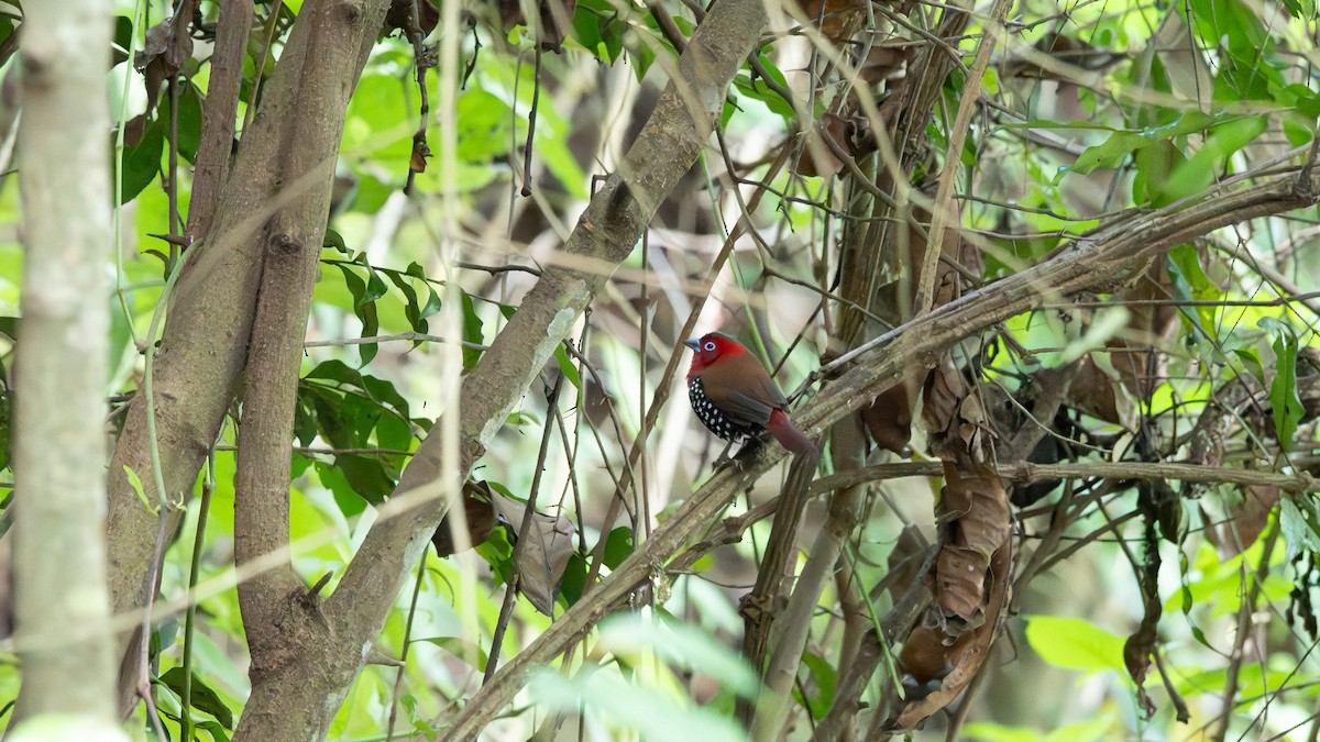 Red-throated Twinspot - ML635717104
