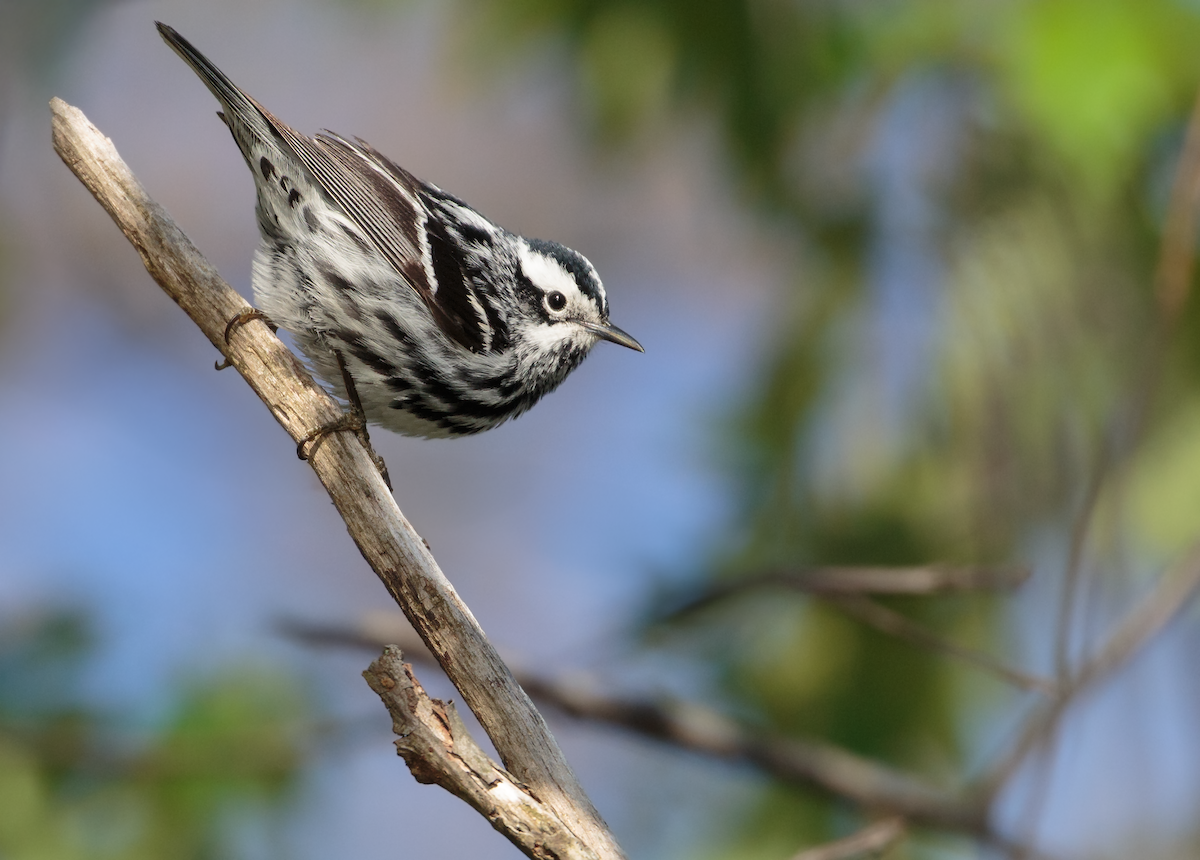 Black-and-white Warbler - ML635717109