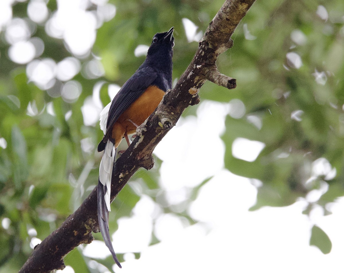 Sri Lankan Shama - ML635717152