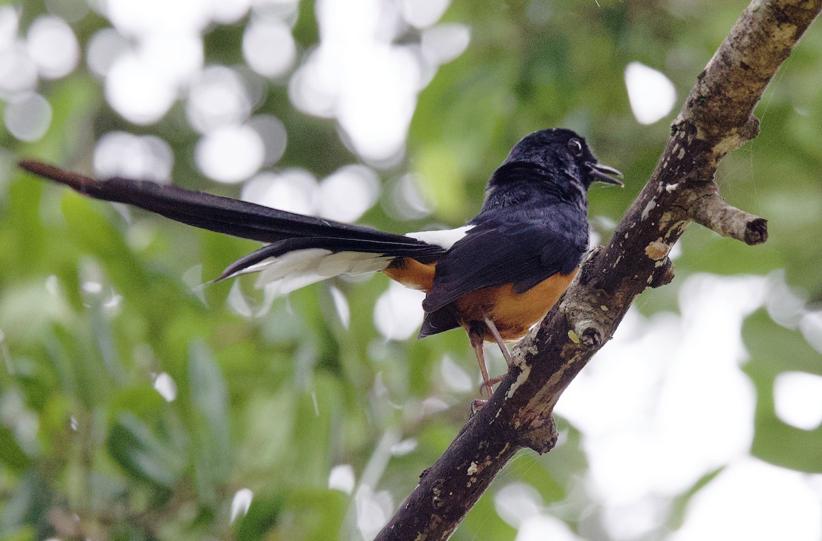 Sri Lankan Shama - ML635717189