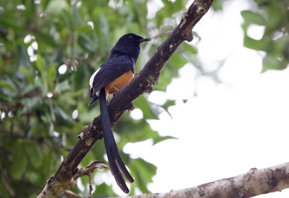Sri Lankan Shama - ML635717216