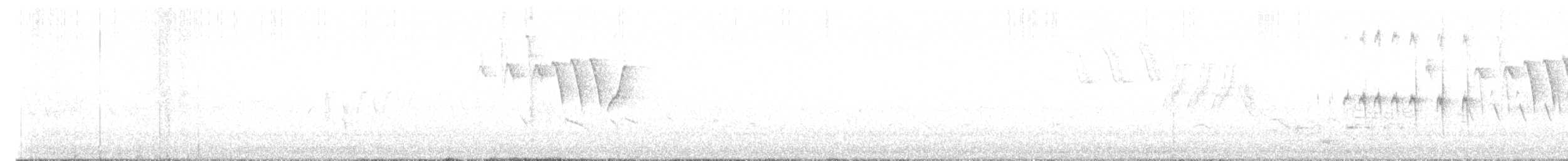 ברודית אמריקנית - ML635717235