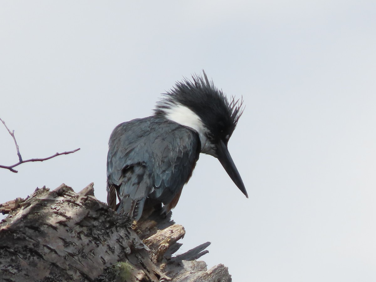 Belted Kingfisher - ML635717380