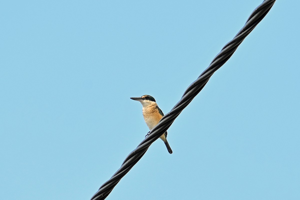 Sacred Kingfisher - ML635717434