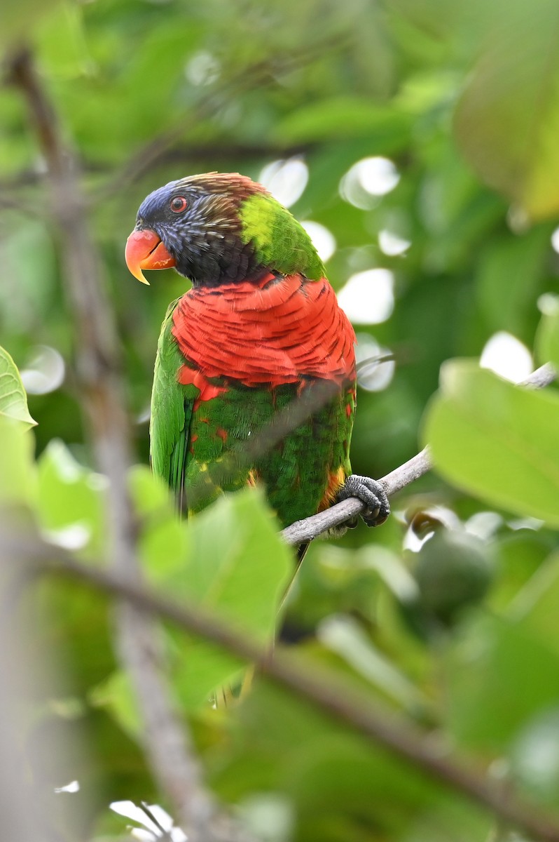 Lori de Cocotero - ML635717442
