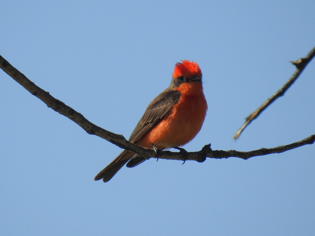 Vermilion Flycatcher - ML635717485
