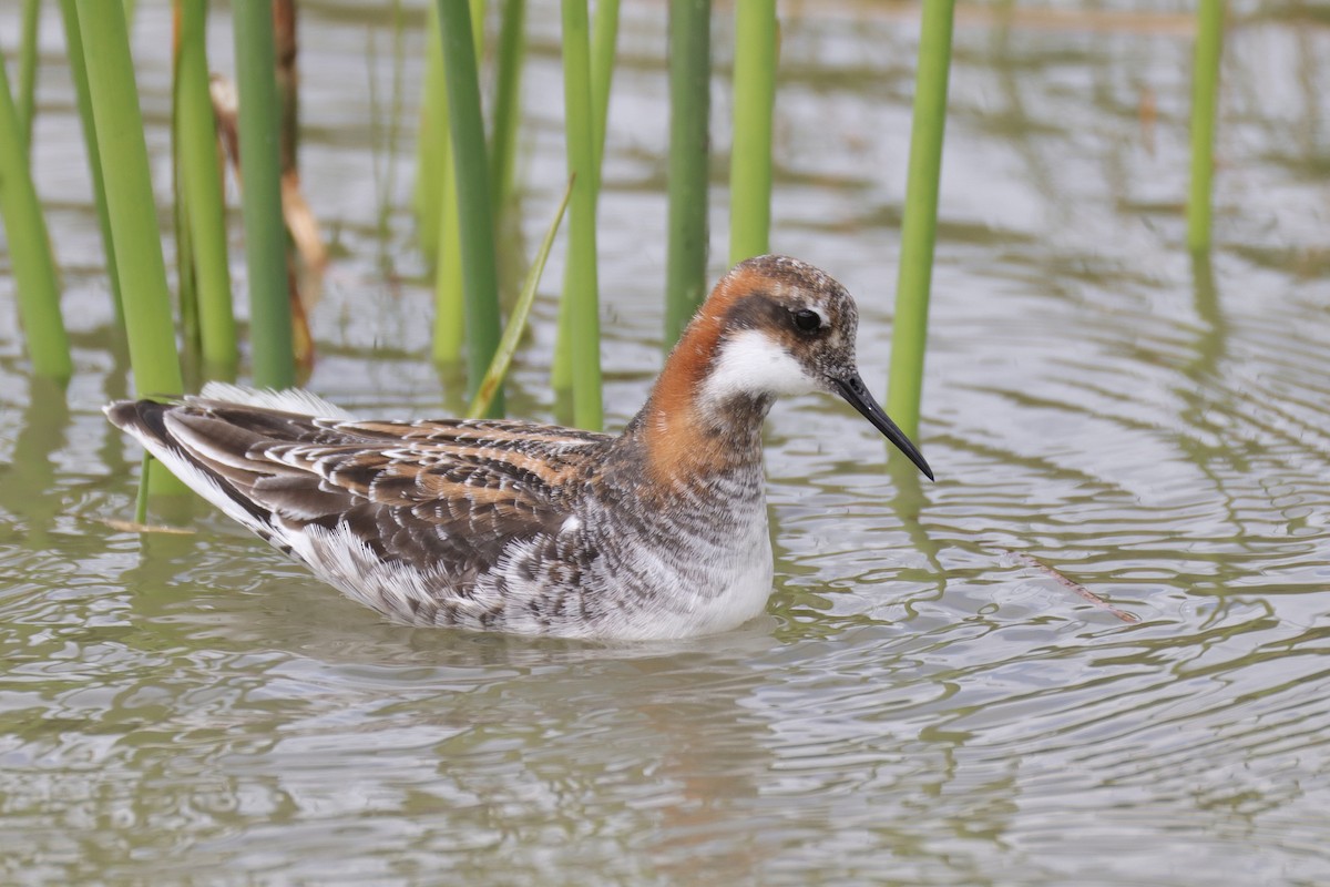 Red-necked Phalarope - ML635717534