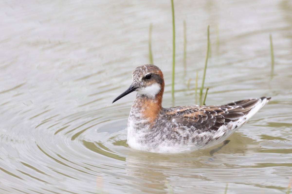 Red-necked Phalarope - ML635717535