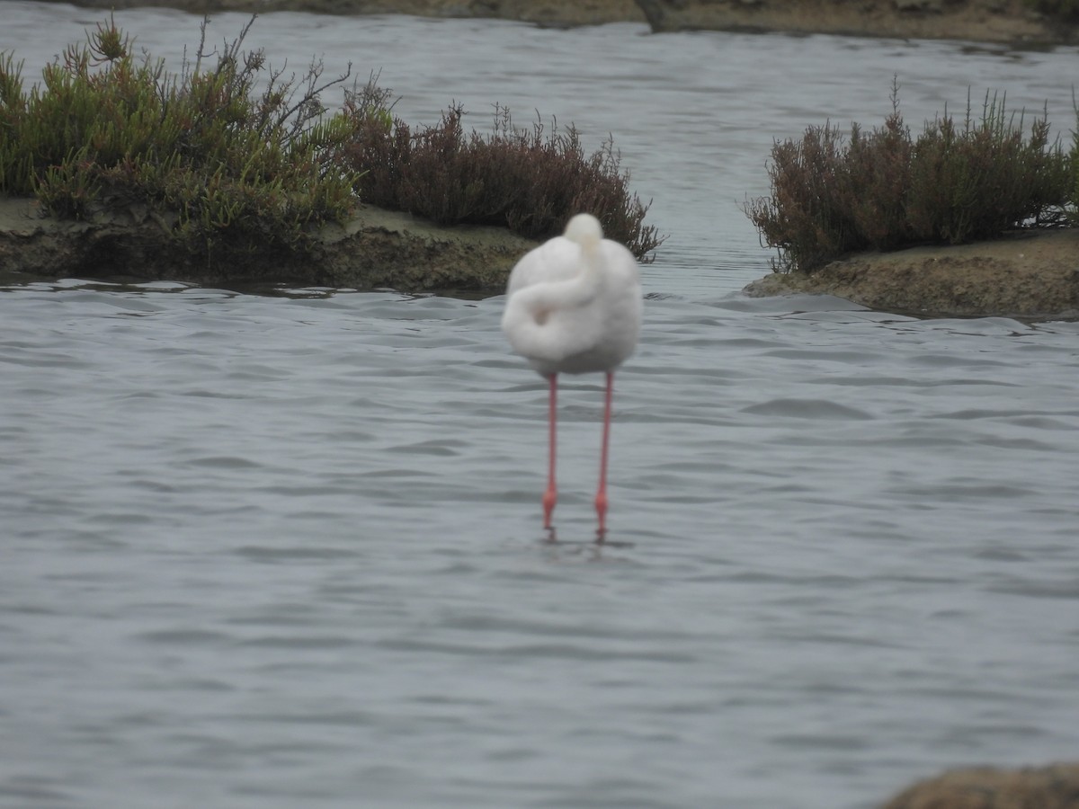 Greater Flamingo - ML635717731