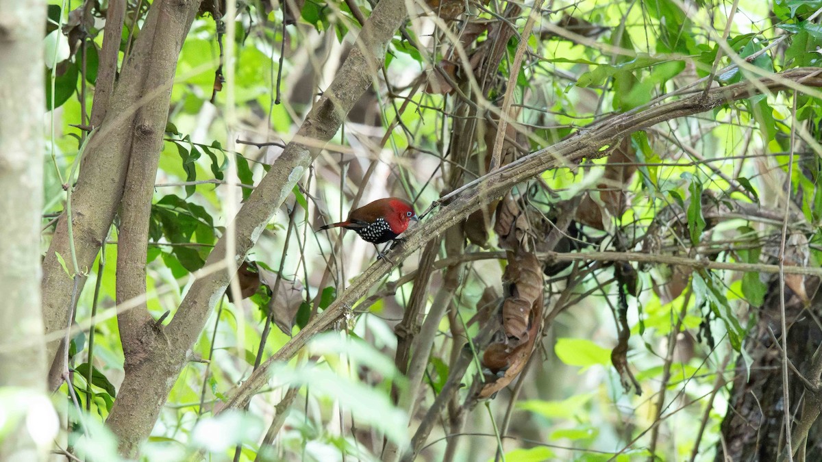 Red-throated Twinspot - ML635717822