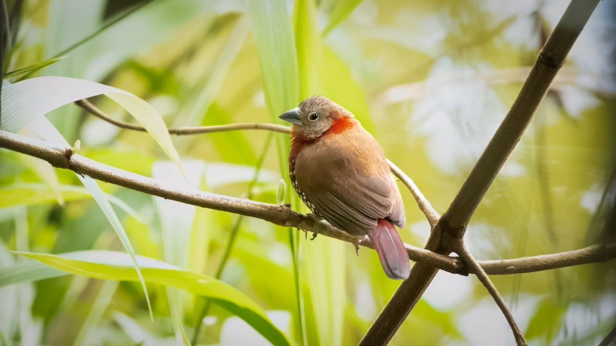 Red-throated Twinspot - ML635717825