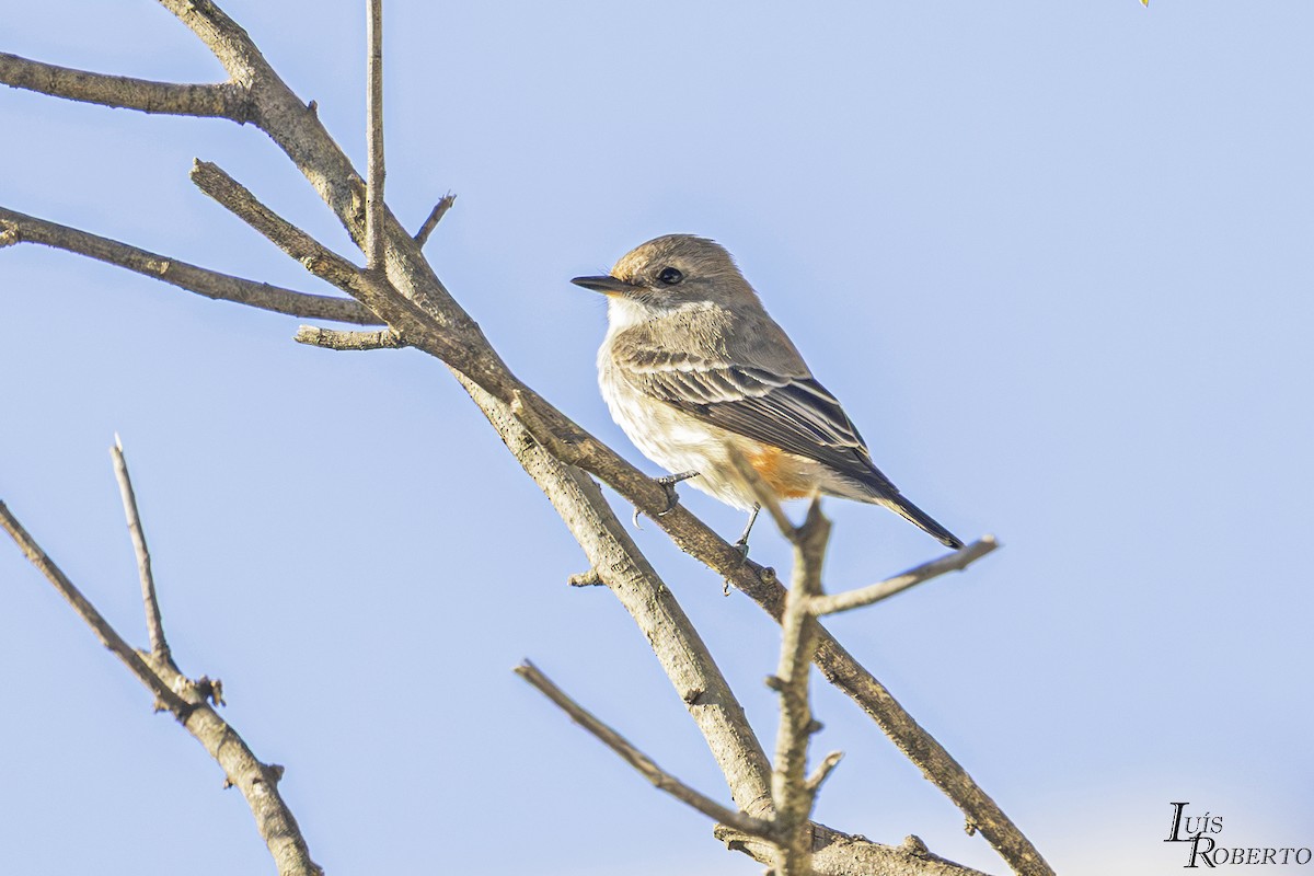 Vermilion Flycatcher - ML635717867