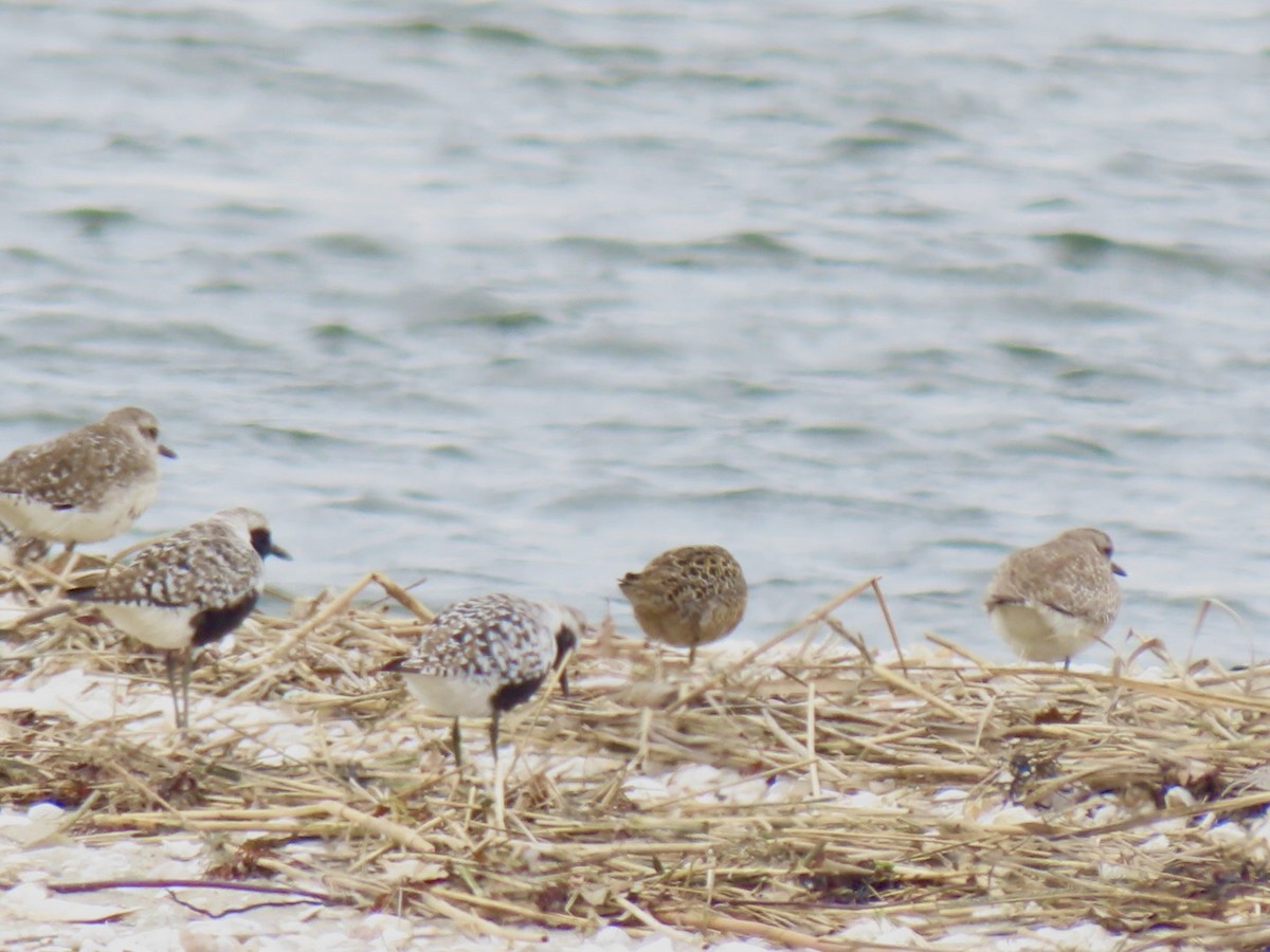 Short-billed Dowitcher (hendersoni) - ML635717881