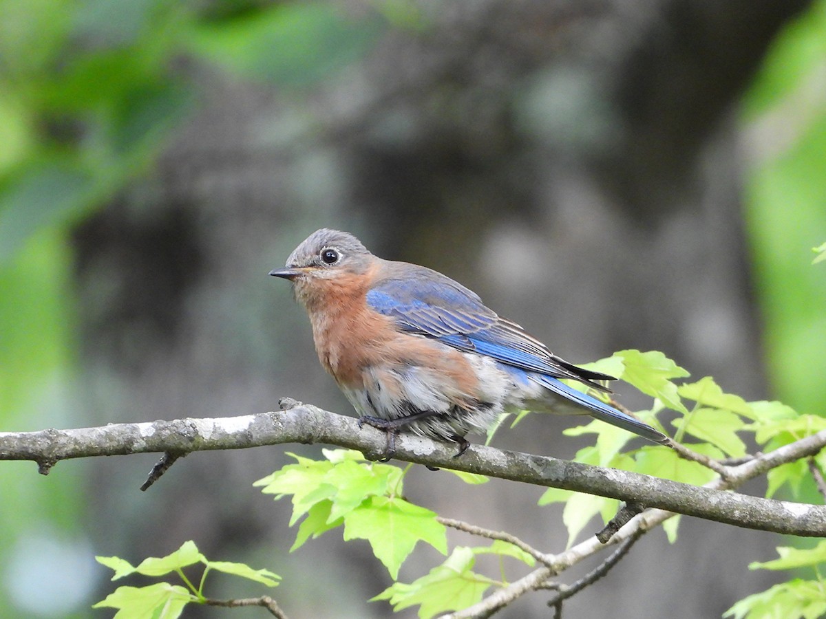 Eastern Bluebird - ML635717897