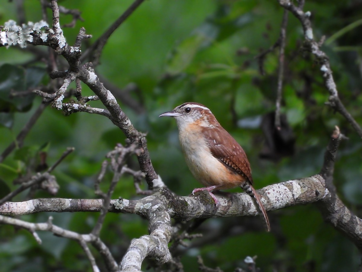 Carolina Wren - ML635717910
