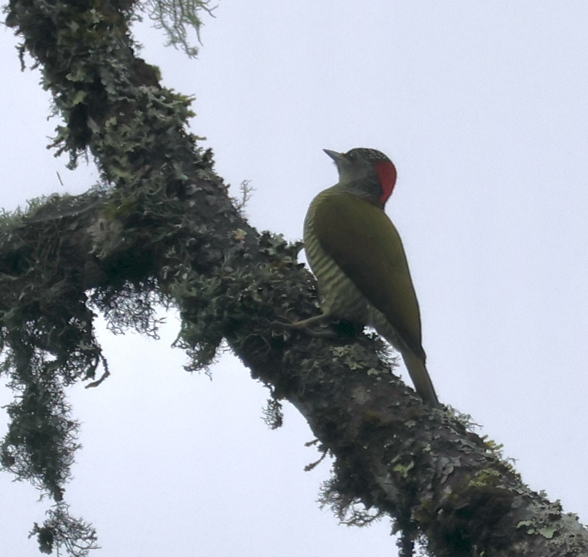 Fine-banded Woodpecker - ML635718036