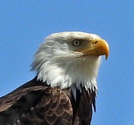 Bald Eagle - ML635718134
